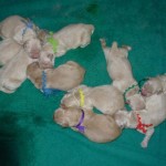 Moya's Puppies Born 2